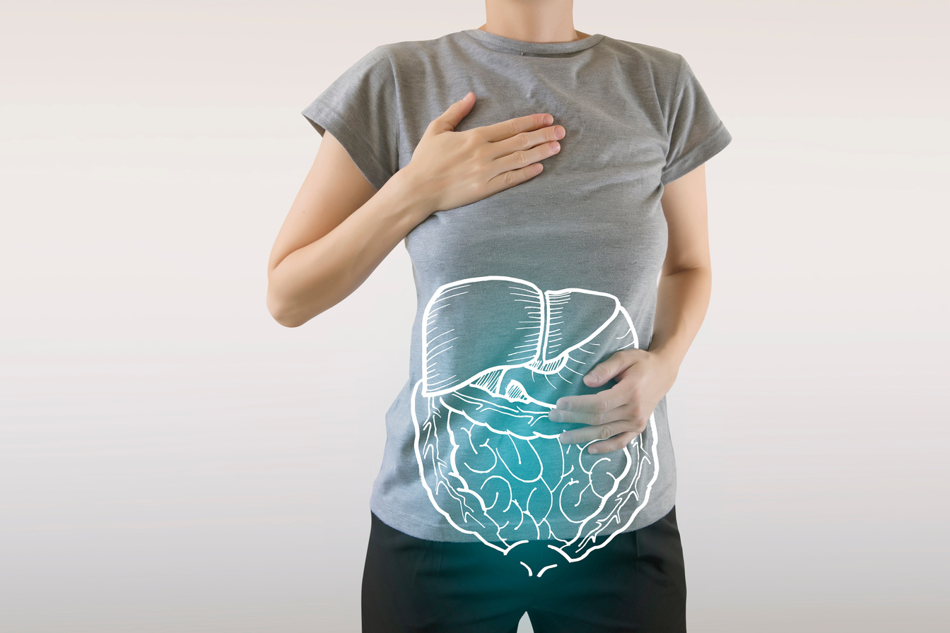 healthy internal organs of human digestive system / highlighted blue organs